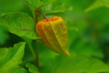 Halbreife Physalis