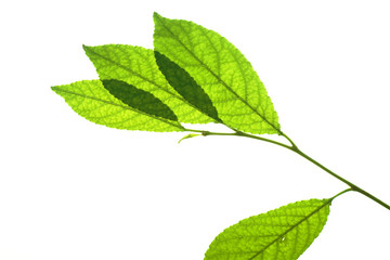Fototapeta premium leaves isolated on white background