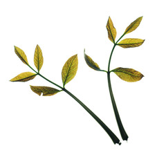 leaves isolated on white background