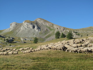 Troupeau de mouton