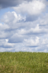 Green field on a sunny day
