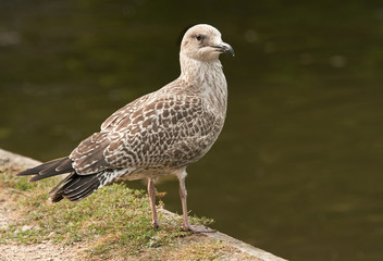 A young herring gull about to fly