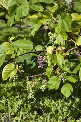 Green grapes on the vine