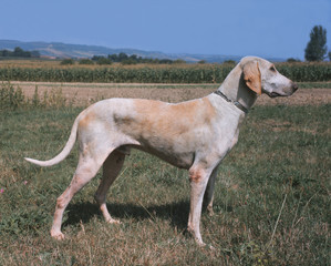 chien de chasse courant de race billy de profil dans un champ
