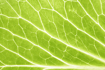 background of green leaf - 16435469