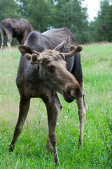 elch elk moose