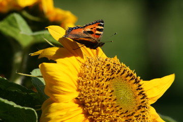 butterfly in garden