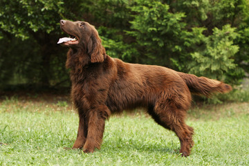 chien flat coated retriever de profil en position statique