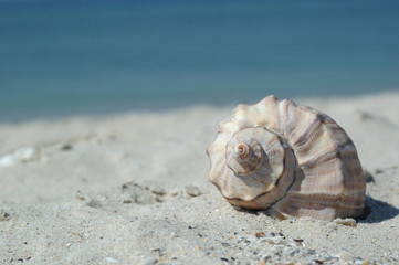 Seashell on the beach