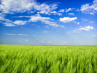 Fototapeta premium cereal