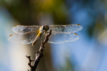 Libelula macro