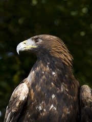 american golden eagle