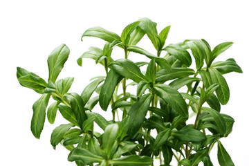 tarragon