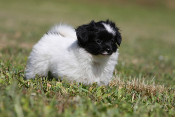 chiot &eacute;pagneul nain continental noir et blanc de profil statique