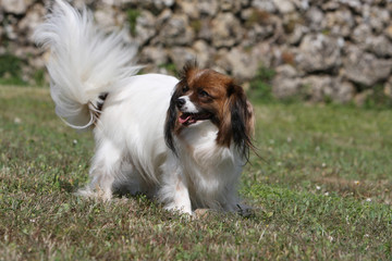 épagneul phalène bicolore en plein air le regard divaguant