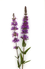 Obraz premium Blutweiderich, Lythrum salicaria