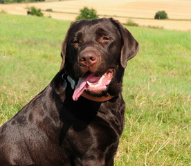 Adorable labrador retriever