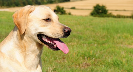 yellow labrador