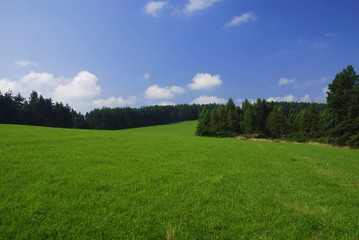 Forest and meadow