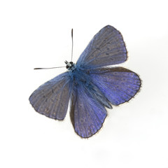 Hauhechel-Blaeuling,