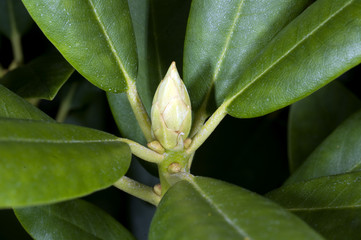 gesunde Rhododendronknospe