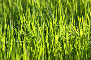 wiese,gras
