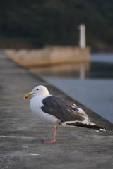 Obraz premium カモメ 2