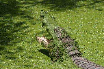 Krokodil mit offenem Maul