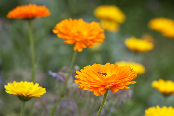 Calendula and Hoverfly 01