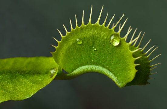 Venus flytrap (Dionaea muscipula) close up