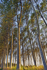 Lines of Poplar trees