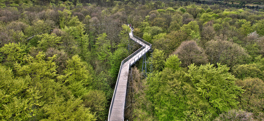 waldweg treewalk