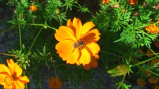 Abeille