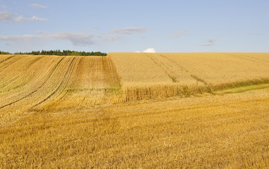 A typically swedish rural landscape