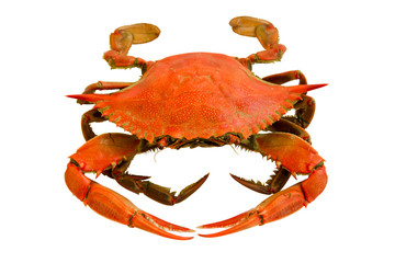 crab