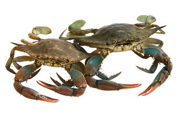 crabs