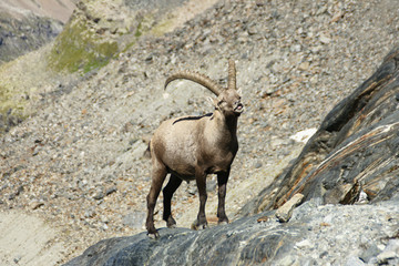 Steinbock in den Alpen