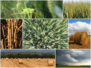 Le cycle du blé