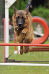 chien d'agility