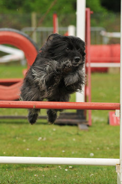 chien d'agility