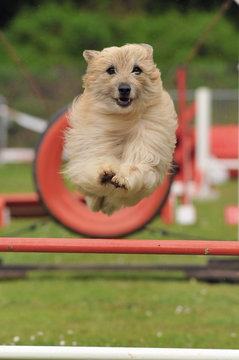 chien d'agility