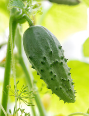 green cucumber hanging in greenhouse