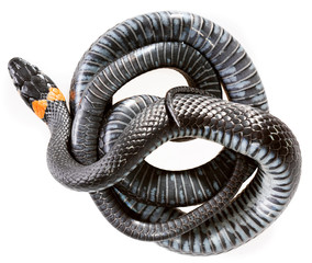 Snake isolated on white background.