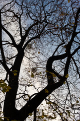 Fototapeta na wymiar top of a tree