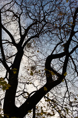 top of  a tree
