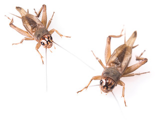Cricket beetles