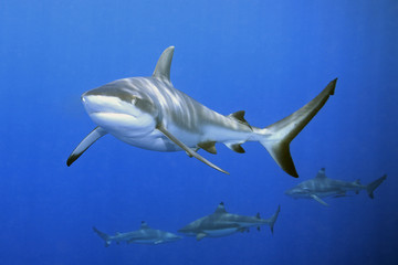Sharks © cbpix