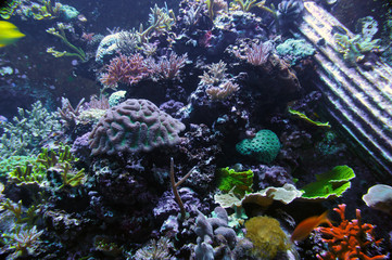 Coral reef