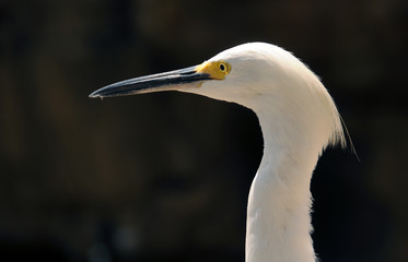 Snowy egret