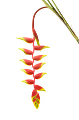 Isolated tropical heliconia